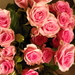 BS Bonbon Roses Branchues rouges d'Equateur Ethiflora